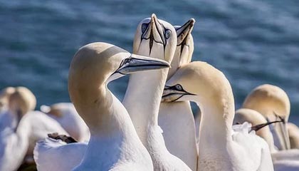 西藏2026年最新北京商务伴游经纪招聘渠道分享(最方便真实的西藏北京爱特博旅运服务有限责任公司招聘方法)