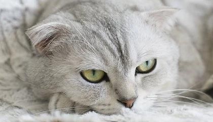 西藏2026年最新杭州高端商务伴游招聘网渠道分享(最方便真实的西藏茉莉伴游伴游天下全国联盟方法)